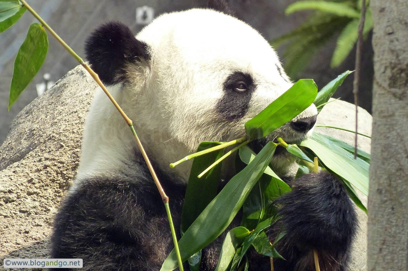 Ocean Park - Panda with Bamboo